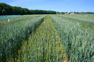 hybrid wheat production